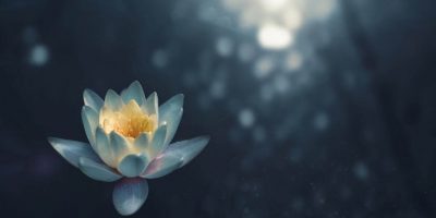 Floare_Lotus_Teratai_blog