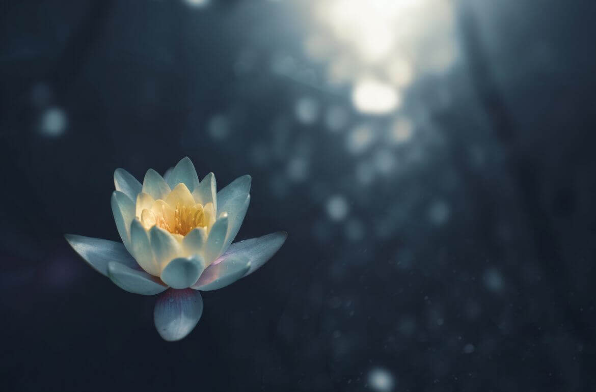 Floare_Lotus_Teratai_blog