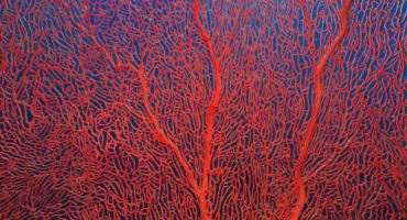 coral rosu