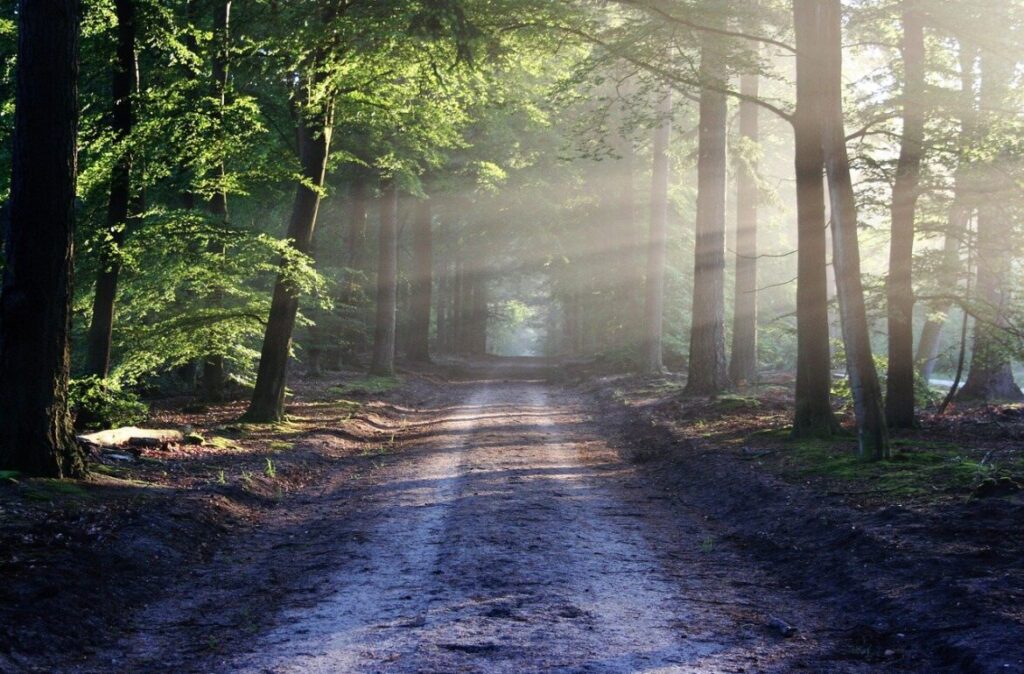 Cum poți fi în armonie cu natura? 10 idei interesante